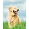 Gold Retriever Paint-by-Number Kit by Artist's Loft®
